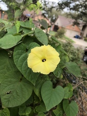 Ipomoea ochracea