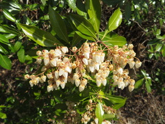 Pieris japonica