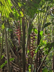 Heliconia pogonantha image