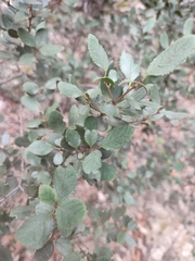 author not stated, no rights reserved Rhamnus ludovici-salvatoris, photograph author not stated, no rights reserved
