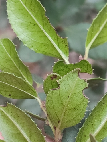 Rhamnus ludovici-salvatoris, photograph 4