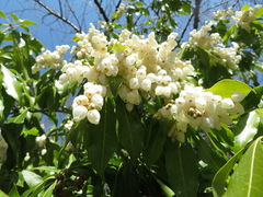 Pieris japonica