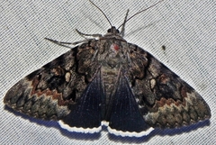 Catocala epione