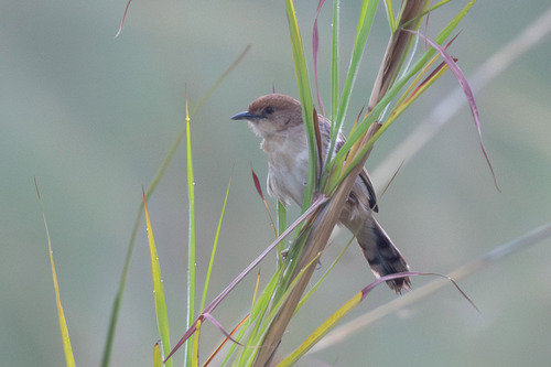 iNaturalist image