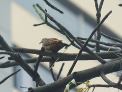 Columbina talpacoti