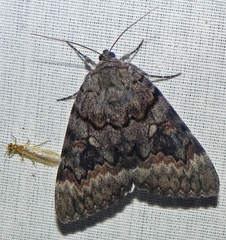 Catocala epione