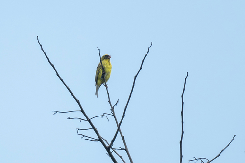 iNaturalist image