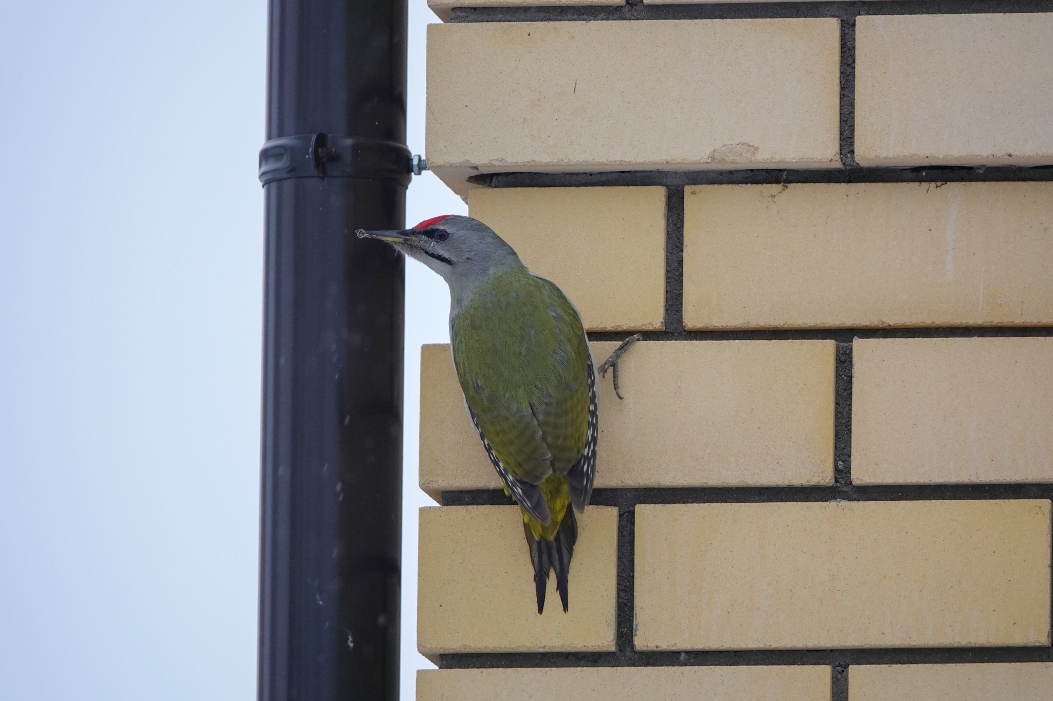 Grey-headed Woodpecker (Picus canus)