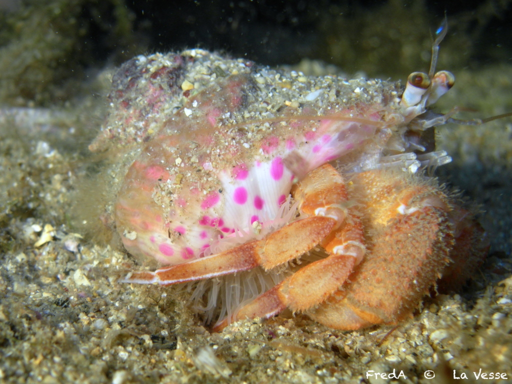 Photo of Adam's anemone (Adamsia palliata)