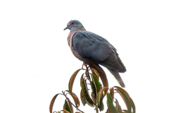Western Bronze-Naped Pigeon photo 1