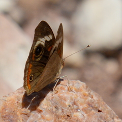 Junonia coenia coenia