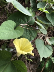 Ipomoea ochracea