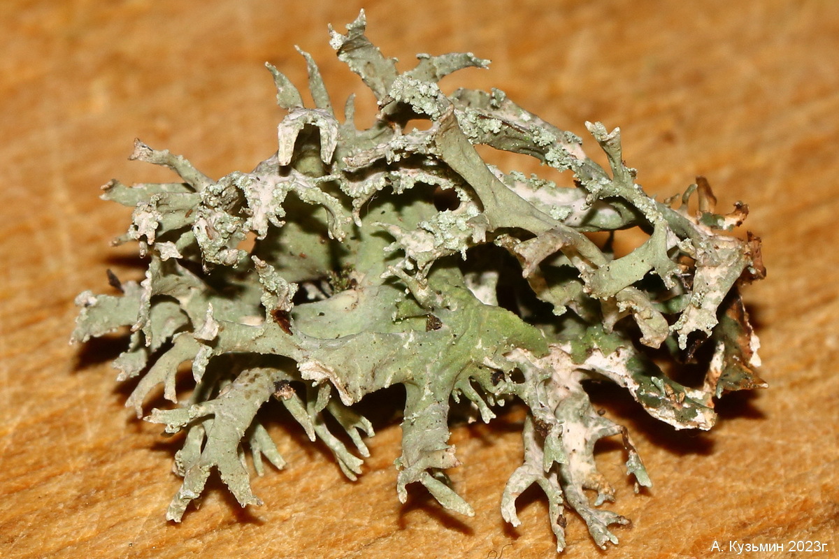 Эверния Сливовая (Evernia prunastri)