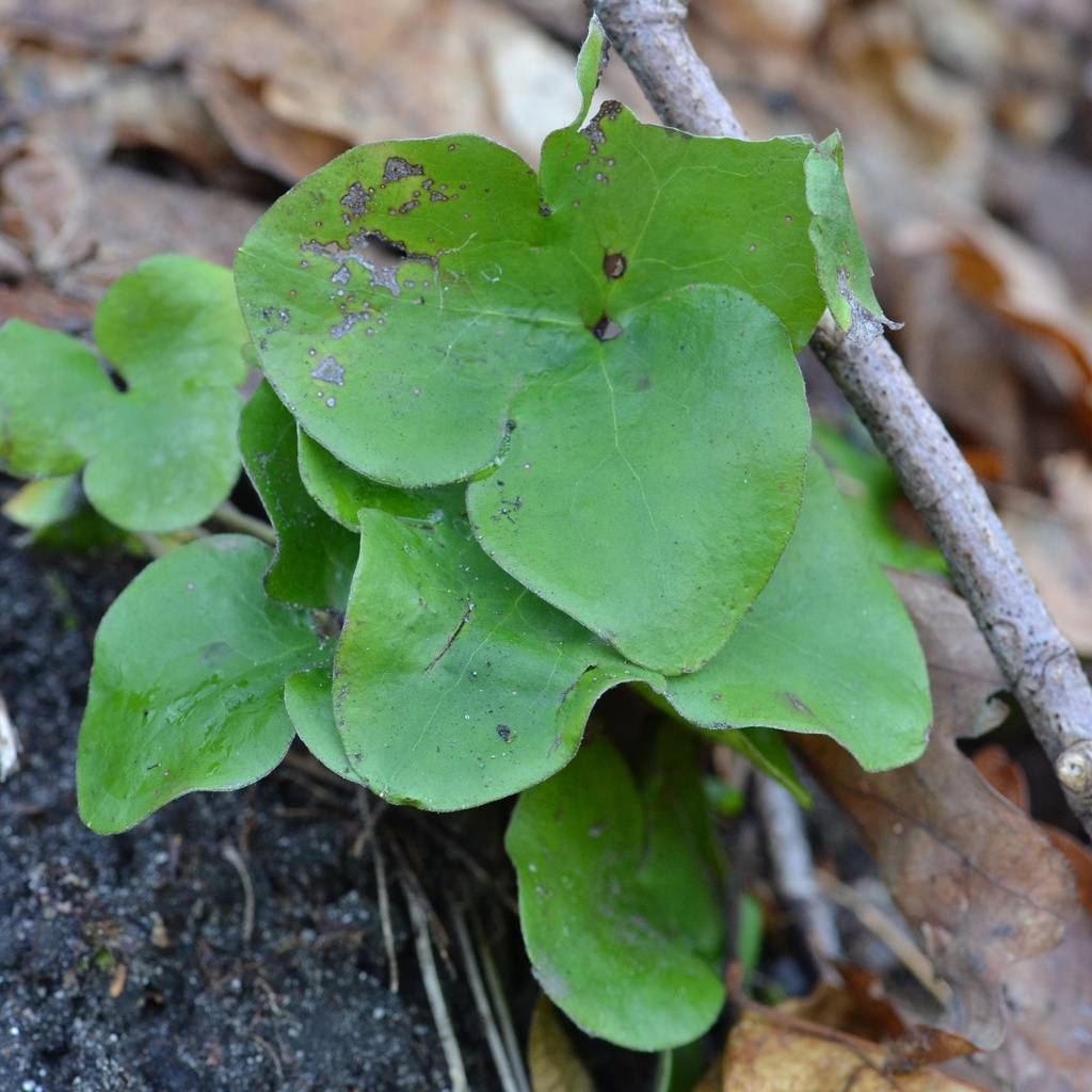 Liverlleaf Liverleaf from 293 06 Bradlec-Kosmonosy, Česko on December 27, 2023 at ...