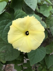Ipomoea ochracea