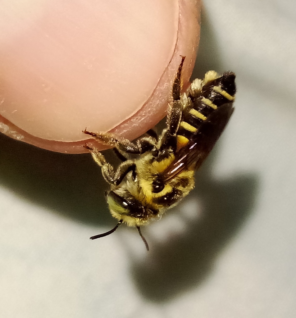 Megachile droegei