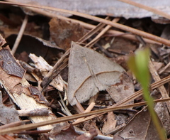 Argyrostrotis flavistriaria