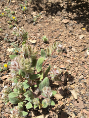 Phacelia phacelioides