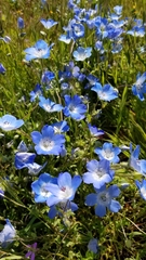 Nemophila menziesii
