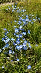 Nemophila menziesii