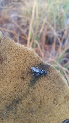 Eristalis saxorum