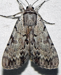Catocala sordida