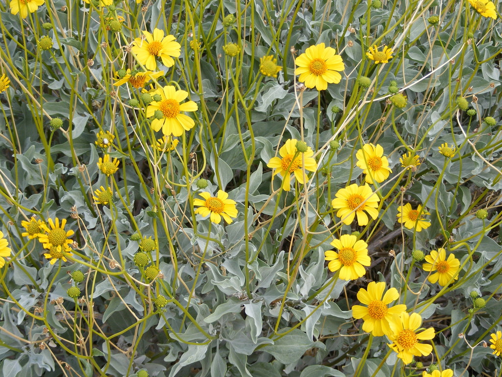 Brittlebush from Jubilee Pass, Inyo County, CA, USA on March 31, 2010