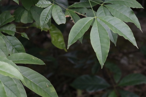 Image of Melicope pteleifolia by no rights reserved