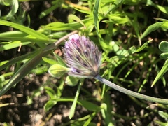 Trifolium albopurpureum