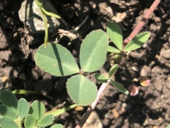Trifolium albopurpureum