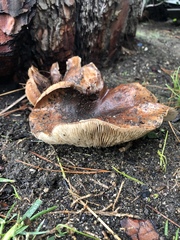 Tricholoma fracticum