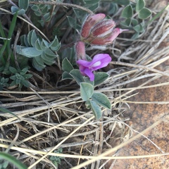 Astragalus shortianus