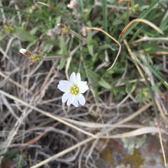 Cerastium strictum