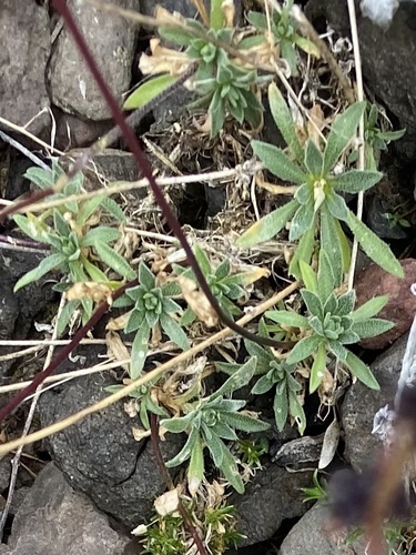 Grayleaf Whitlow-grass (Draba cinerea)