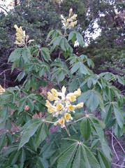 Aesculus pavia flavescens