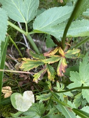 Trollius sibiricus, photograph Илья Руденко, CC BY, iNaturalist via GBIF