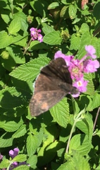Erynnis funeralis