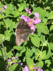 Erynnis funeralis