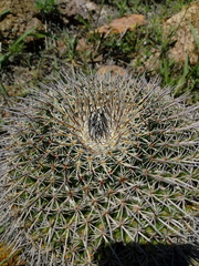 Mammillaria gigantea