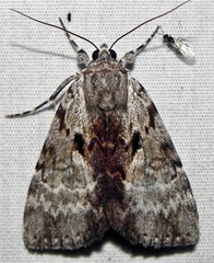 Catocala andromedae