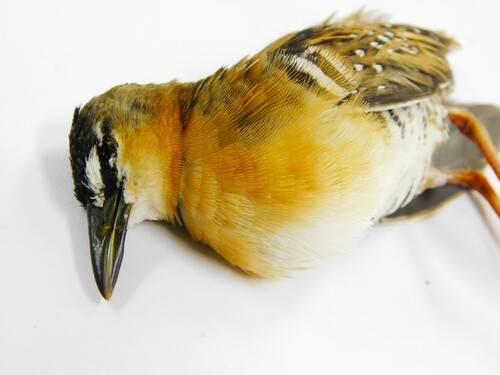 Yellow-breasted Crake (Laterallus flaviventer), photo 10