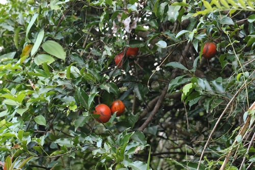 Image of Mountain Orange (Melodinus suaveolens) by no rights reserved