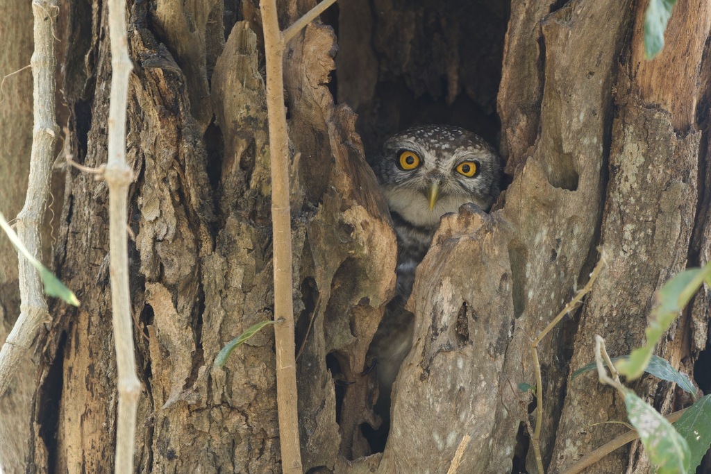 Spotted Owlet from Lam Toi Ting, Nong Chok, Bangkok 10530, Thailand on ...