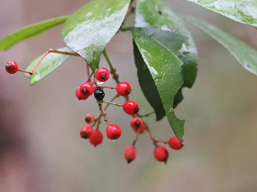 Photinia glabra — search result for 'Photinia'