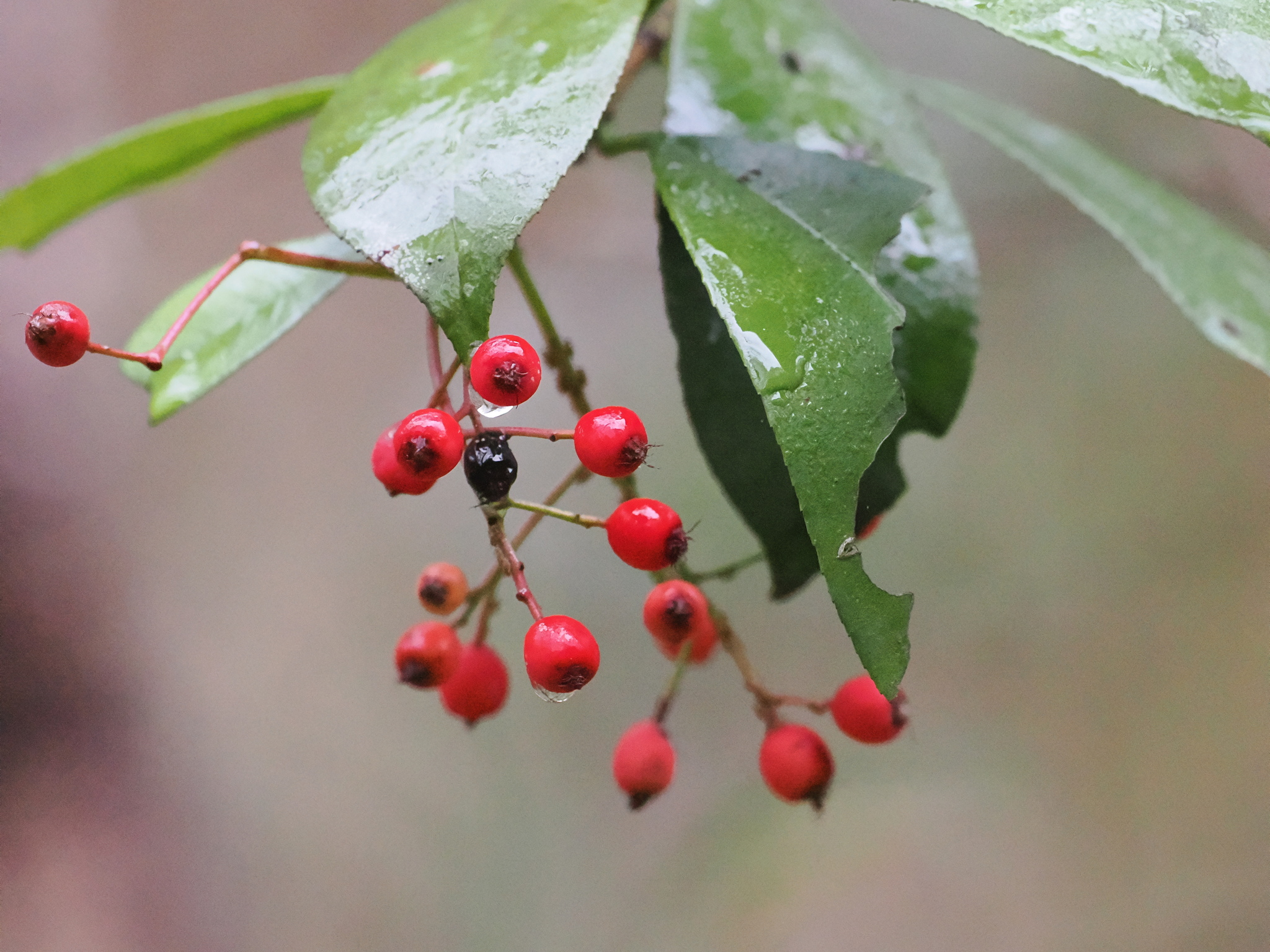 Photinia glabra