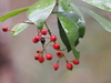 Japanese Photinia - Photo (c) 小铖/Smalltown, some rights reserved (CC BY-NC), uploaded by 小铖/Smalltown