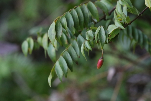 Image of Rourea microphylla by no rights reserved