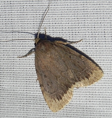 Amphipyra glabella