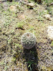 Coryphantha clavata clavata