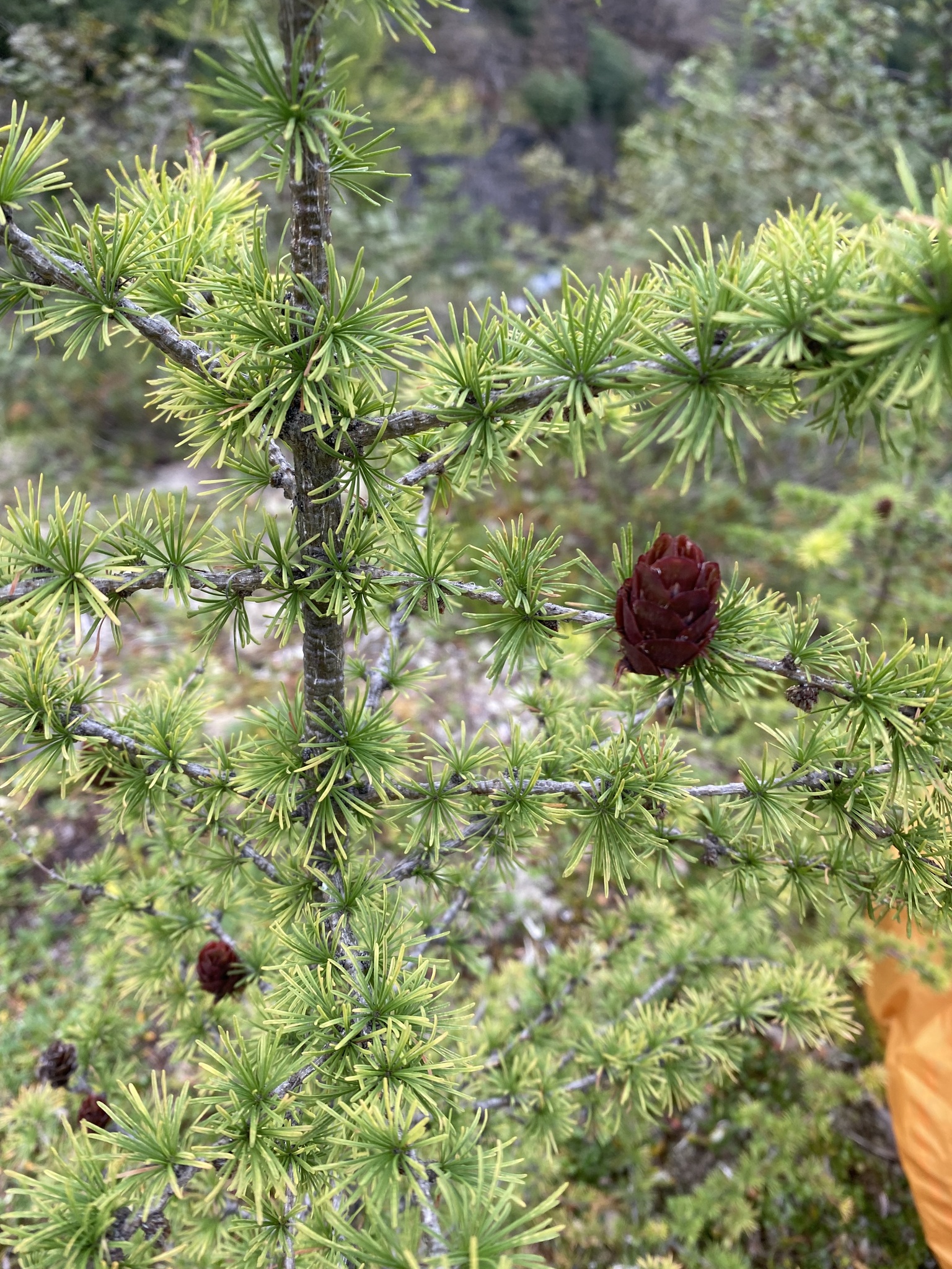 Czekanowski's Larch (Larix ×)